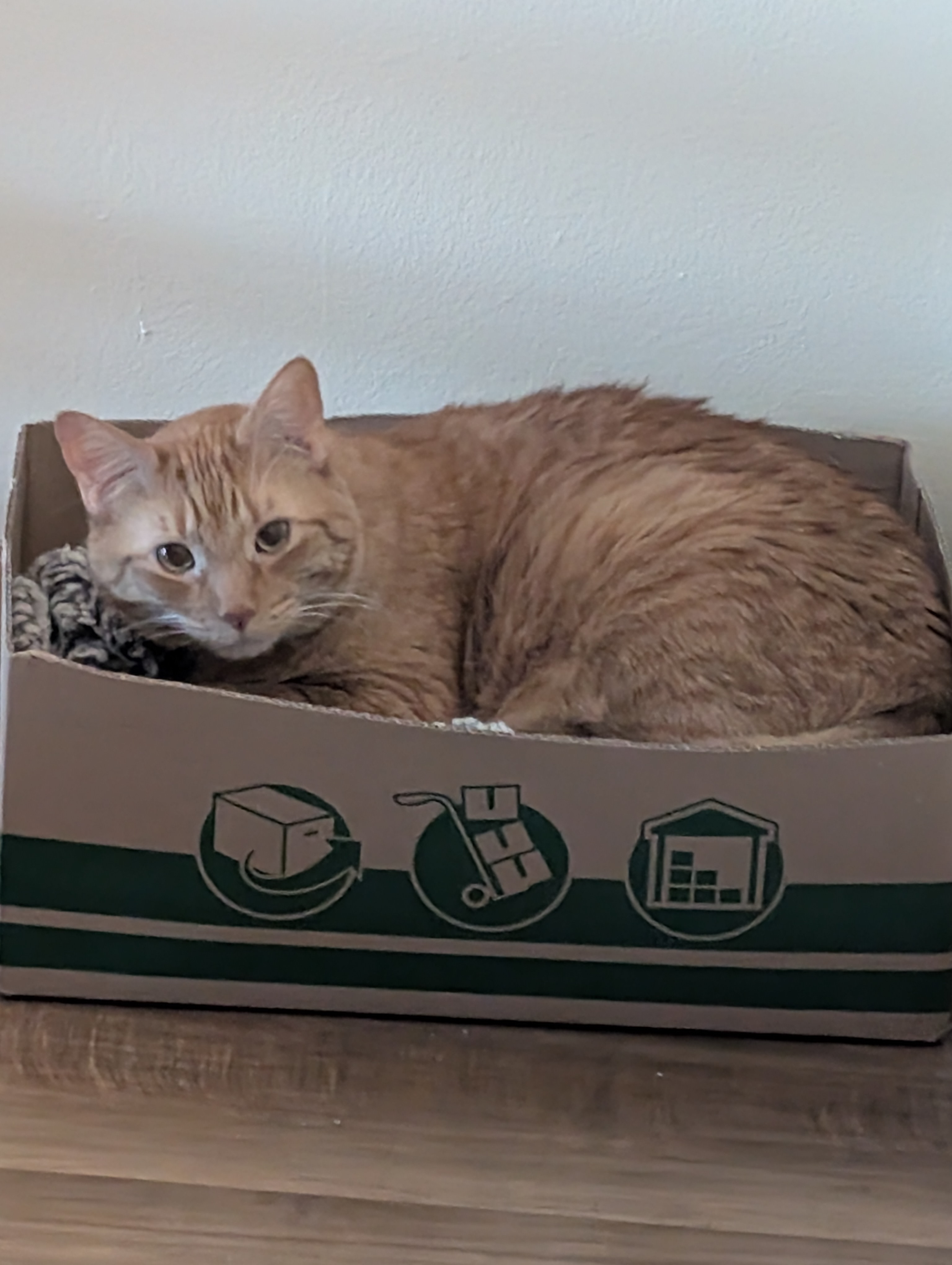 orange kitty in a box