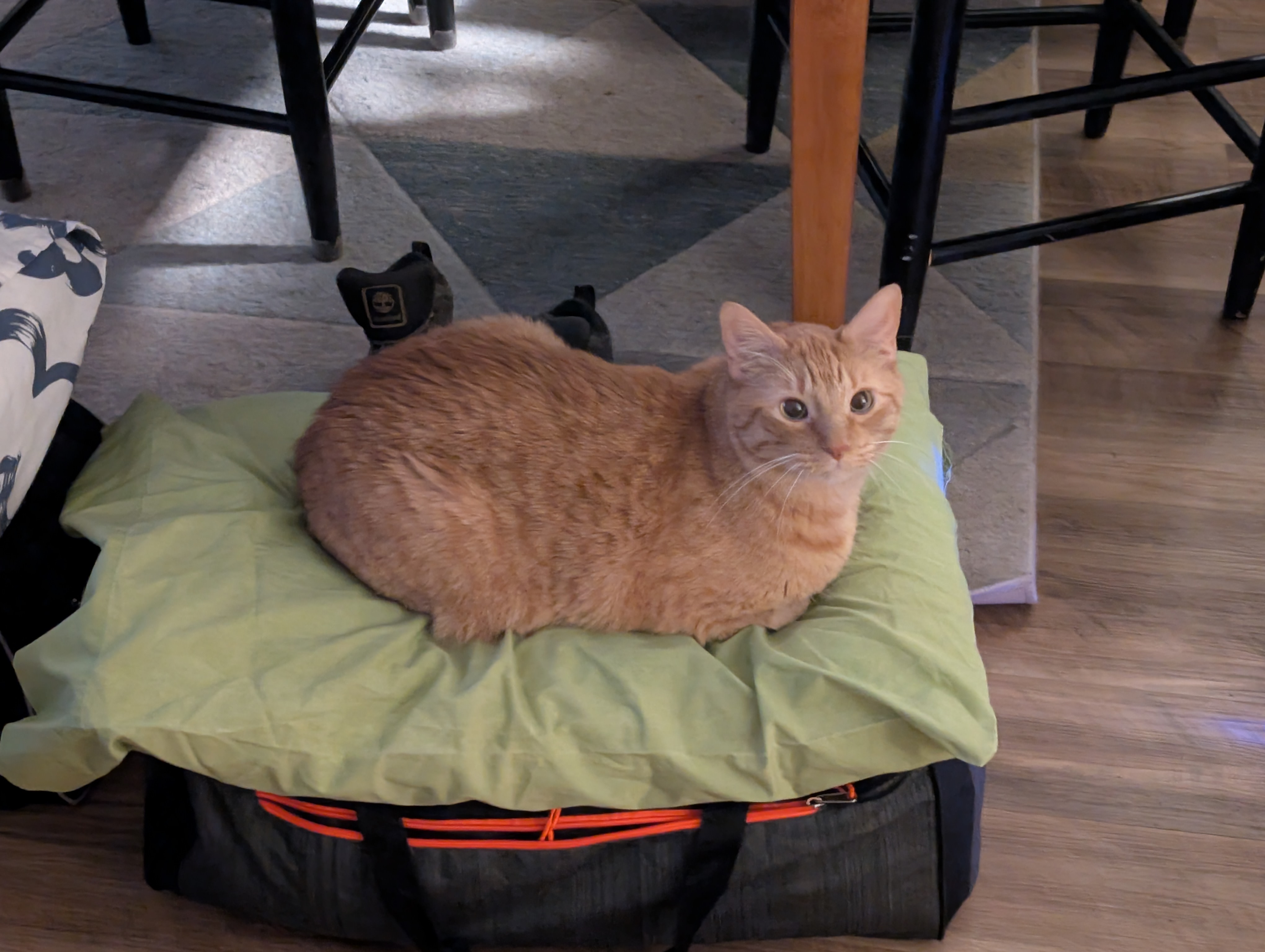 orange kitty on a pillow